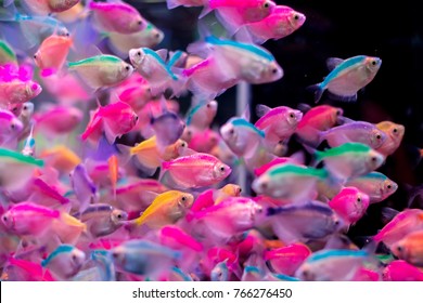 40,233 Colorful glass fish Images, Stock Photos & Vectors | Shutterstock