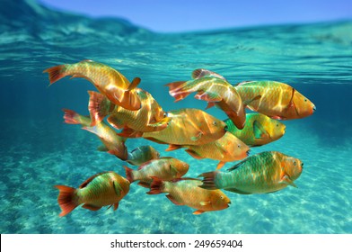 School Of Colorful Tropical Fish, Rainbow Parrotfish, Close To Water Surface, Caribbean Sea