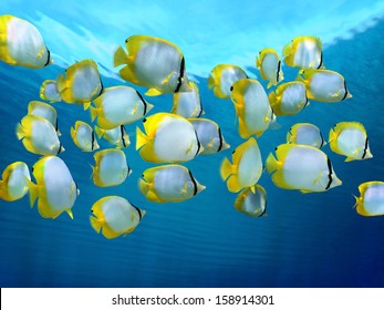 School Of Colorful Tropical Fish, Spotfin Butterflyfish, With Water Surface In Background,  Caribbean Sea