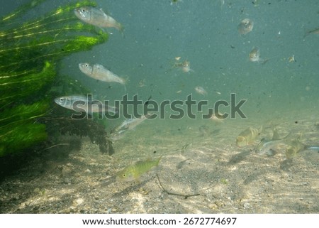 School of common shiners in a creek