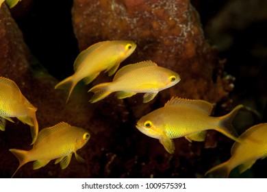 School Of Coralfish, Serranidae