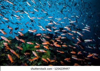 School Of Creolefish Underwater In The Galapagos Islands	