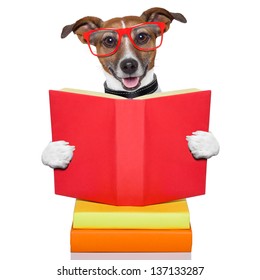 School Dog Reading A Big Red Book