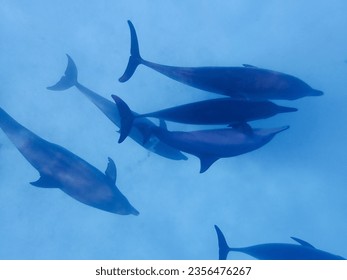 School of dolphind in the red sea