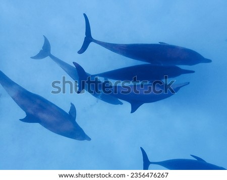 School of dolphind in the red sea