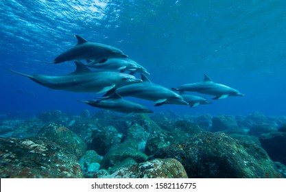 The School Of Dolphins
Underwater Photography