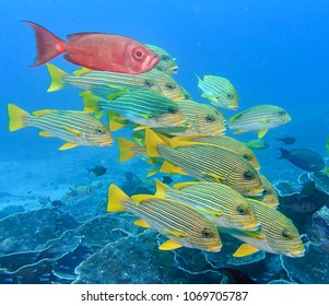 School of Fish