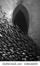 School of Fish