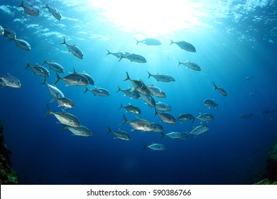 School Of Fish