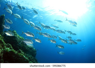 School of Fish