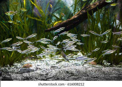 School Of Fish