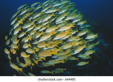 school of fish