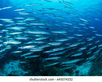 School of Fish