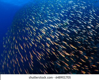 School of fish