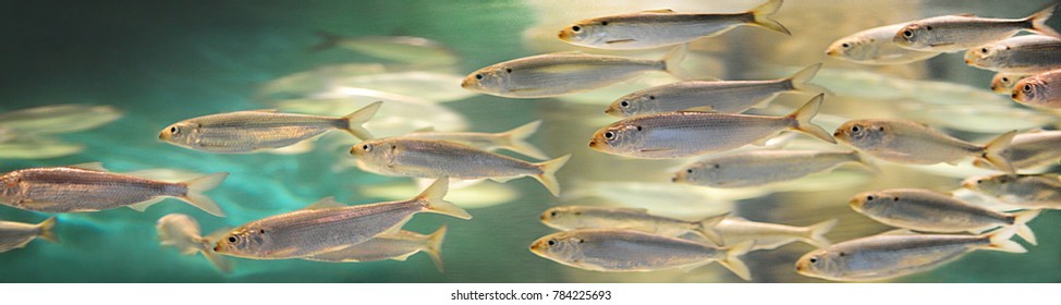 school of fish