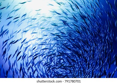 School Of Fish 