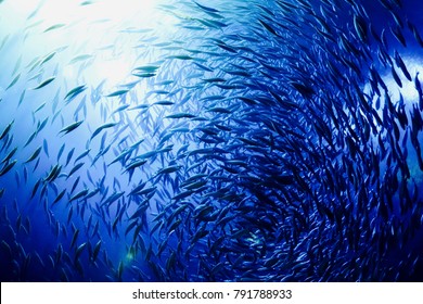 School Of Fish 