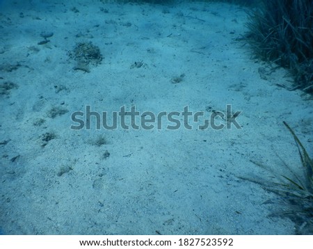 School of fish above sandy seafloor in Adriatic Sea