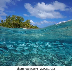 School Of Fish (flagtail) Near Tropical Sea Shore, Split Level View Over And Under Water Surface, Tikehau, French Polynesia, Pacific Ocean