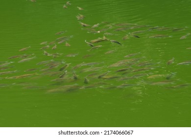 A School Of Fish Gathering On The Surface Of The Lake