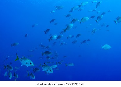 A School Of Fish Are Going About Their Business On The Tropical Reef Of Grand Cayman. These Fish Like To Live In A Specific Area And Are A Valuable Part Of The Natural Food Chain