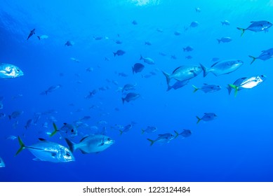 A School Of Fish Are Going About Their Business On The Tropical Reef Of Grand Cayman. These Fish Like To Live In A Specific Area And Are A Valuable Part Of The Natural Food Chain