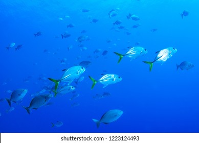 A School Of Fish Are Going About Their Business On The Tropical Reef Of Grand Cayman. These Fish Like To Live In A Specific Area And Are A Valuable Part Of The Natural Food Chain