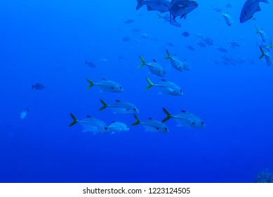 A School Of Fish Are Going About Their Business On The Tropical Reef Of Grand Cayman. These Fish Like To Live In A Specific Area And Are A Valuable Part Of The Natural Food Chain