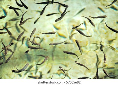 School Of Fish At A Hatchery - Trout