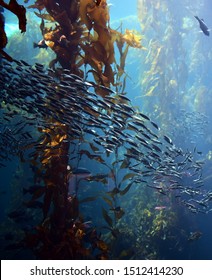 School Of Fish In Kelp Forest