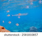 A school of fish.
lovely Sergeant Major (Abudefduf vaigiensis), Houndfish  (Tylosurus crocodilus) and other.

Hirizo beach, Nakagi, Minami-Izu, Izu Peninsula, Shizuoka pref - 2024.
