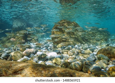 School of fish with pebbles and rocks in shallow water underwater in the Mediterranean sea, Spain, Costa Brava, Catalonia - Shutterstock ID 1488365921
