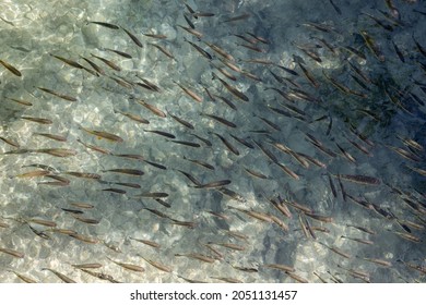 School Of Fish Photographed In Clear Water From Above, Light Reflections In The Water