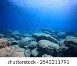 School of fish, rocky seabed, shallow blue ocean with sun. Underwater landscape, seascape with the clear blue water. Fish and stones.Travel picture, adventure scuba trip. 