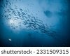 sea fish underwater