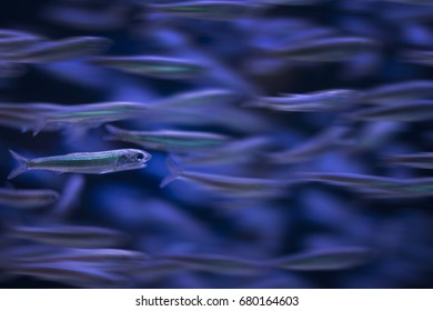 School Of Fish Sardines Swimming In Sync And Individual Standing Out.