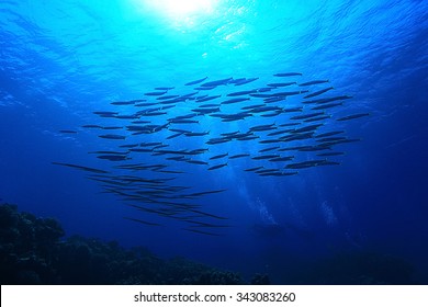 School Of Fish In The Sea Underwater