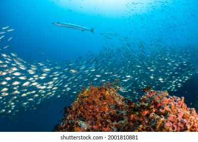 School Of Fish In South East Asia, Thailand, Koh Tao