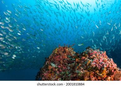 School Of Fish In South East Asia, Thailand, Koh Tao