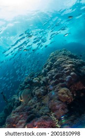 School Of Fish In South East Asia, Thailand, Koh Tao