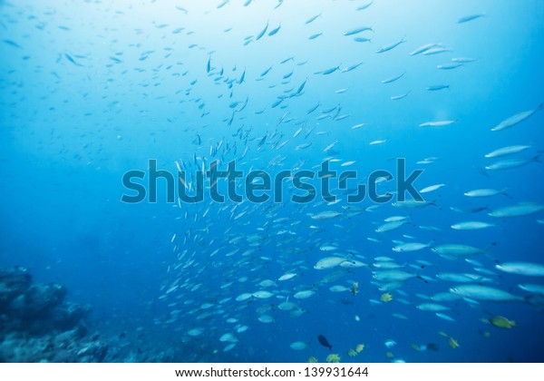 school of fish under the sea
