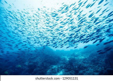 school of fish underwater