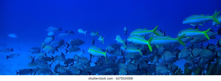 School Of Fish Underwater Photo, Gulf Of Mexico, Cancun, Bio Fishing Resources