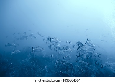 School Of Fish Underwater Photo, Gulf Of Mexico, Cancun, Bio Fishing Resources