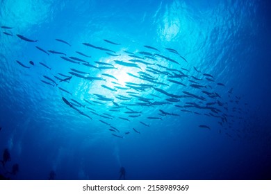School of fish underwater photography