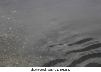 School Of Fish In Venice Canal