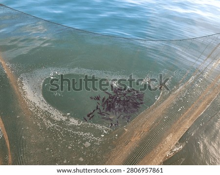 A school of fresh squids trapped inside a fishing net being hauled out of the blue ocean water, showcasing local seafood harvesting and fishery industry.