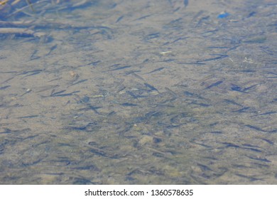 A School Of Fresh Water Perch Minnows Seen In The Shallows In Lake Michigan