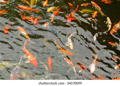 School Of Giant Goldfish In A Pool