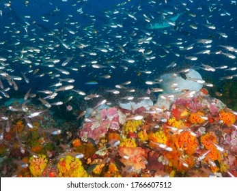 School Of Glassfiah, Magnificent Sea Anemones And Orange Cup Cor